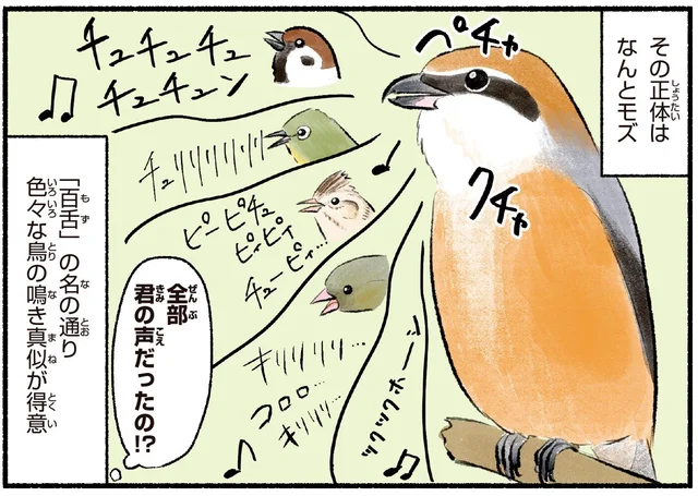いろいろな鳥の声がする！？正体は鳴き真似が得意な「百舌（モズ）」