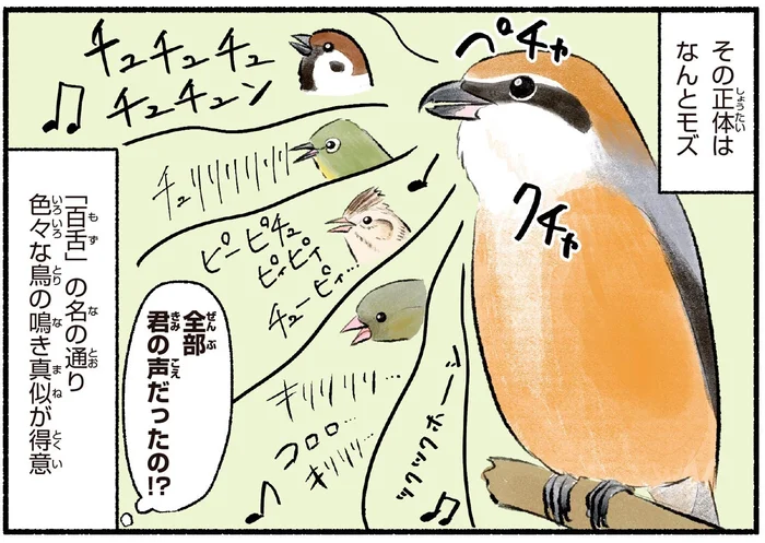 いろいろな鳥の声がする！？正体は鳴き真似が得意な「百舌（モズ）」