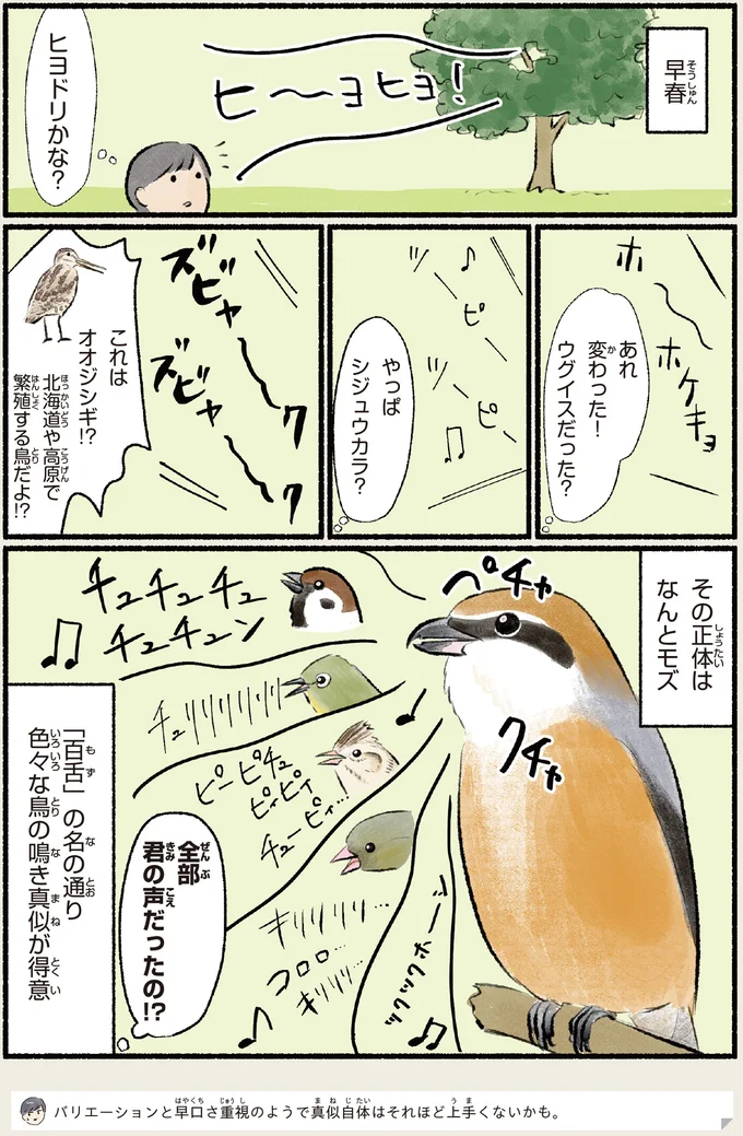 色々な鳥の鳴き真似が得意