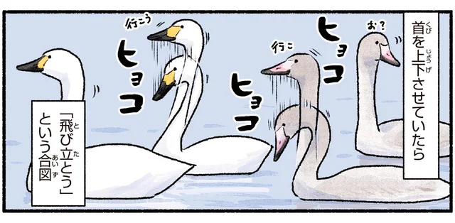 家族と一緒に行動するハクチョウが首を上下させるのは何の合図？