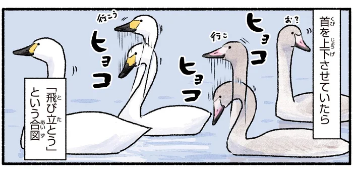 家族と一緒に行動するハクチョウが首を上下させるのは何の合図？