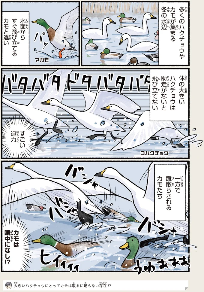 カモは眼中になし！？