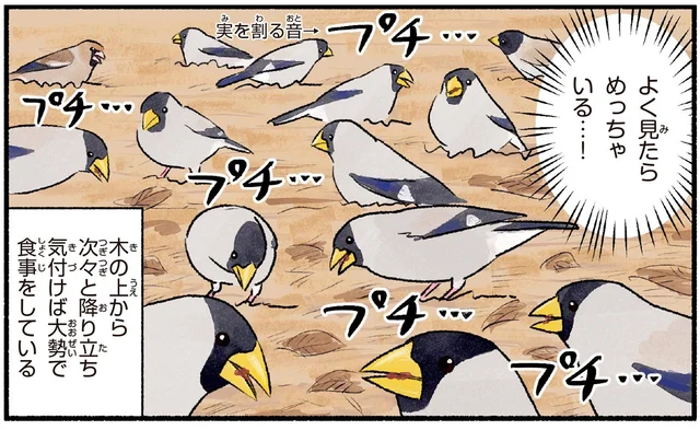 黄色いくちばしがおもちゃみたい！地面を見たら、めっちゃいるイカル