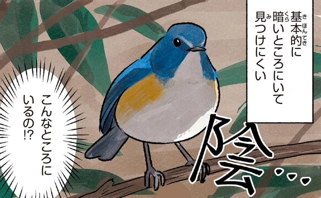 「青い鳥」を冬の公園で探してみよう！暗いところにいがちなルリビタキ