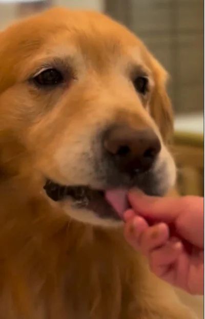 「美味しい〜」満足げな表情▶（次画像からマイペースな柴犬のコミックエッセイ『柴犬ぽんちゃん、今日もわが道を行く』が読めます）