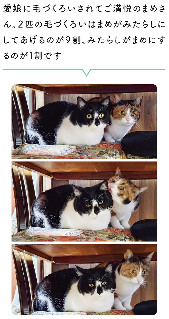 『黒猫ろんと暮らしたら8』より