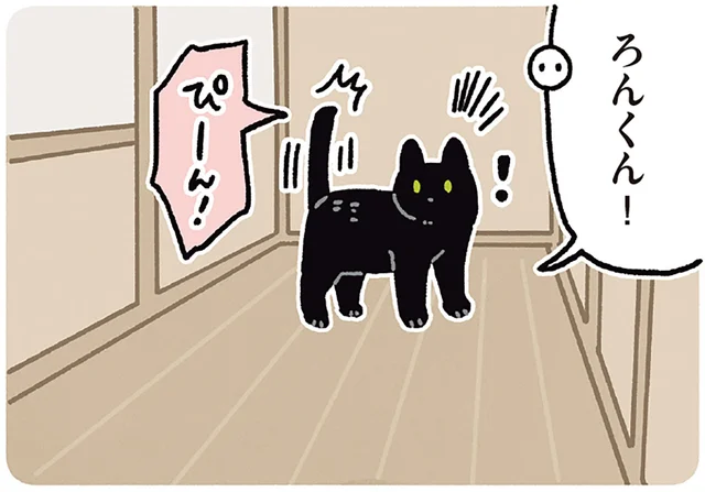 「ろんくん！」呼ばれてハッピ〜！ステップに気持ちが出ちゃう黒猫ろん