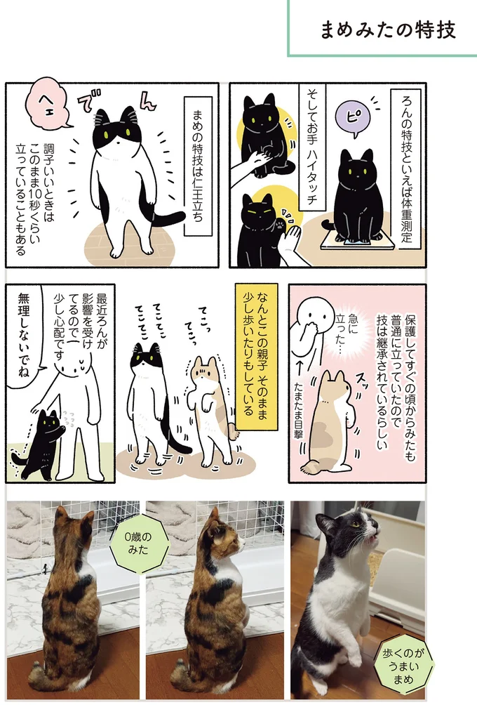 まめみたの特技