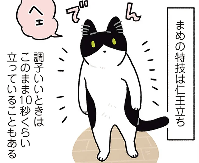 お手にハイタッチ、さらに仁王立ち!?猫たちの得意ワザあれこれ