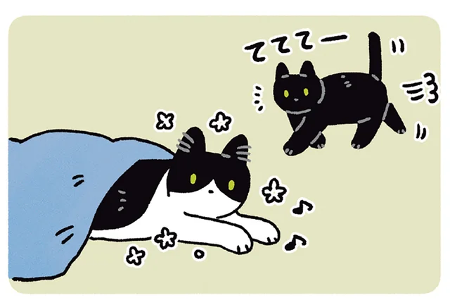 今のは何だったの？黒猫ろんの不思議ムーブにぽか〜ん顔の猫