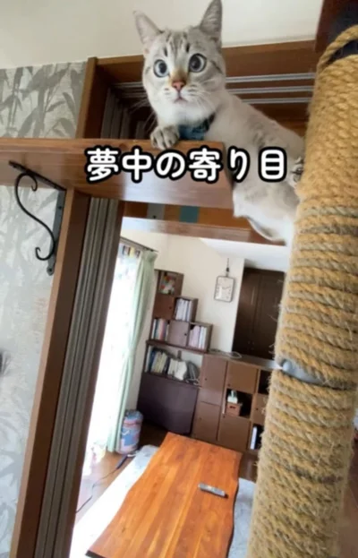 寄り目になる▶遊び疲れたら…（⇒次へ）