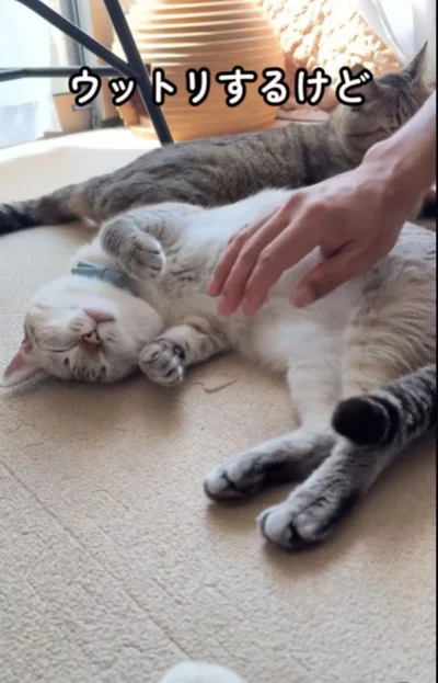 ウットリした表情▶眠たいときには…（⇒次へ）