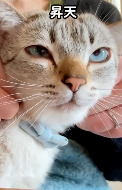 白目むき出しで昇天したような表情▶ほかの猫ちゃんとの暮らしぶり（⇒次へ）