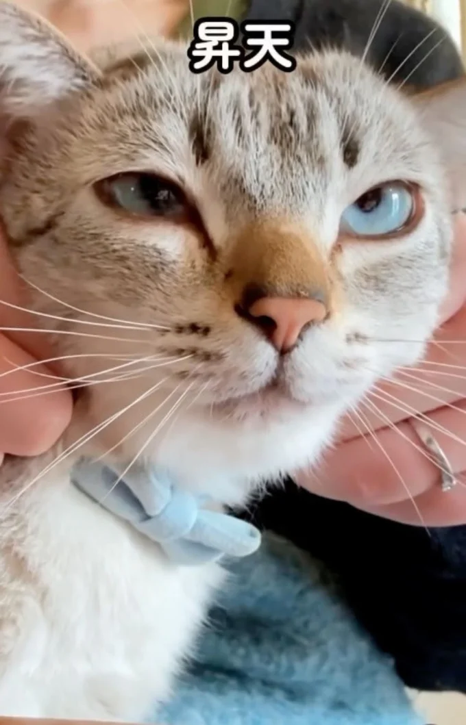 白目むき出しで昇天したような表情▶ほかの猫ちゃんとの暮らしぶり（⇒次へ）