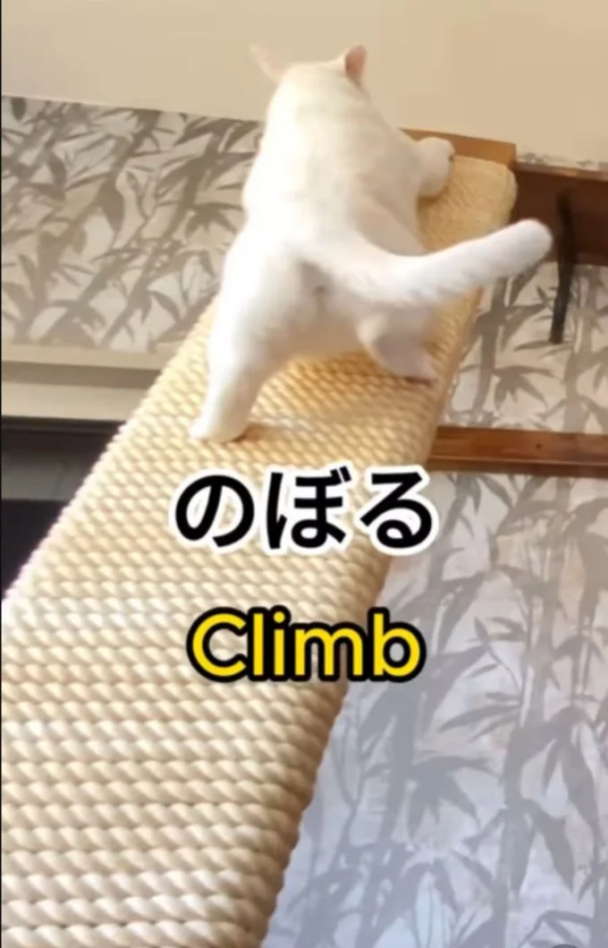 キャットタワーをスイスイ登る▶らせん階段の遊具では…（⇒次へ）