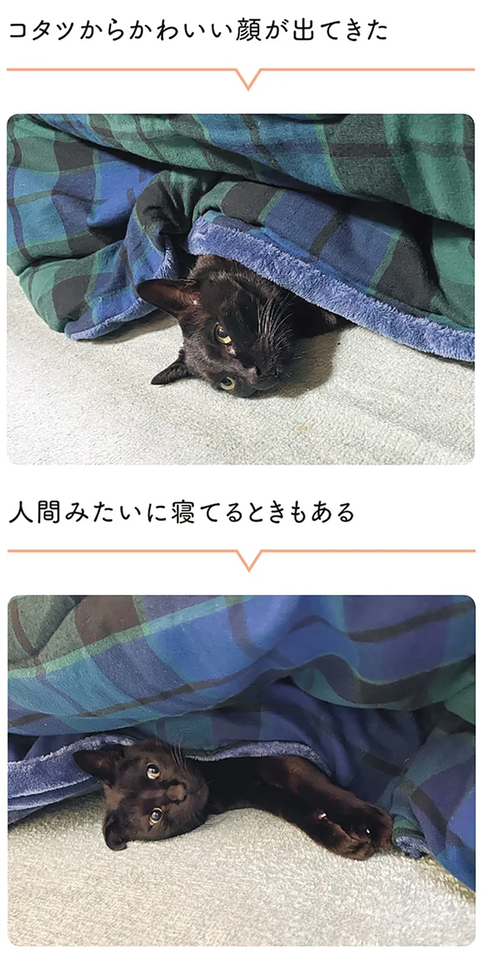 『黒猫ろんと暮らしたら２』より