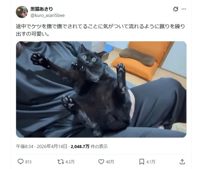 注目を集めた「おしりを撫でられることに気が付いた猫」のポスト▶おしりを触られるのが嫌いなわけではありません(⇒次へ)