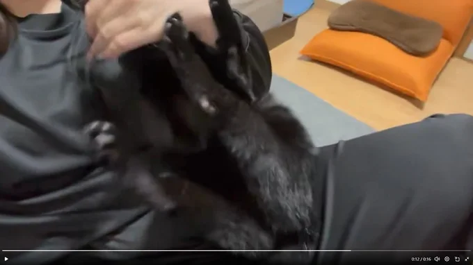 「こうだ!!」▶飼い主さんは痛くないとのことなのでご安心ください(⇒次へ)
