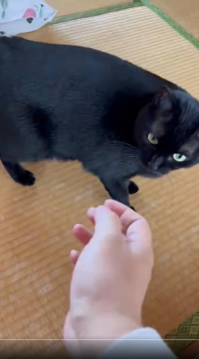 他の猫触ったあとでなでようとしたら…▶差し出した手を…（⇒次へ）