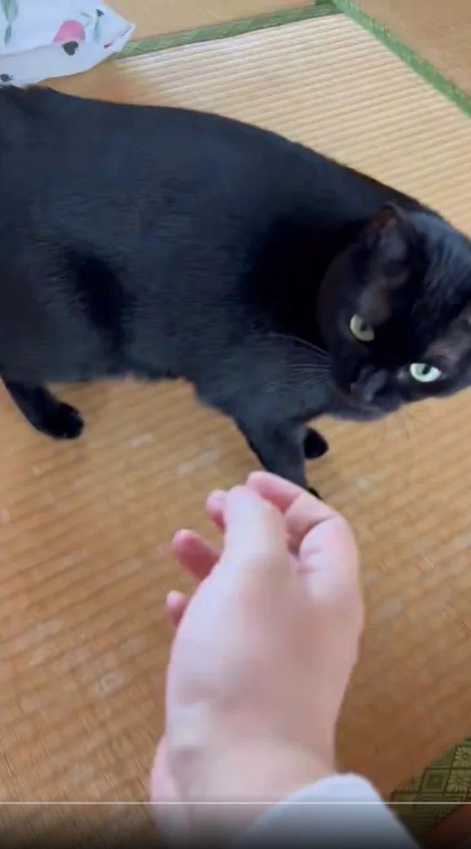 他の猫触ったあとでなでようとしたら…▶差し出した手を…(⇒次へ)