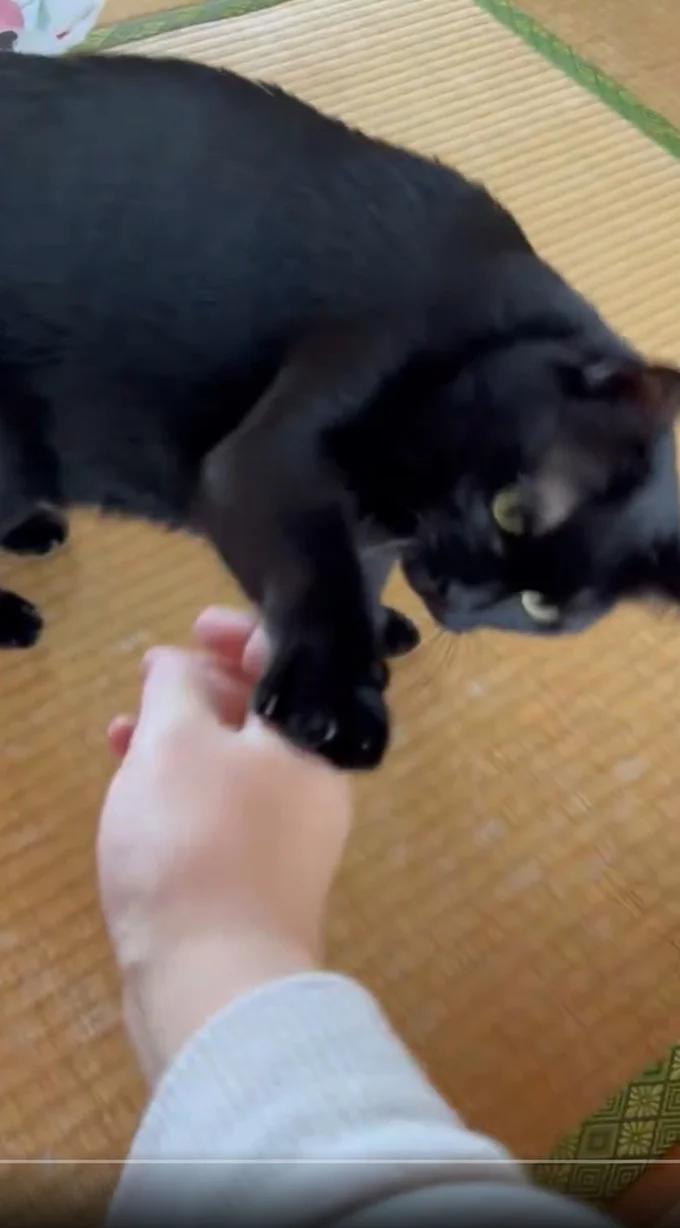 「シャーッ!」と言いながら何度もタッチ!▶他の猫を触ったのバレちゃった!?(⇒次へ)