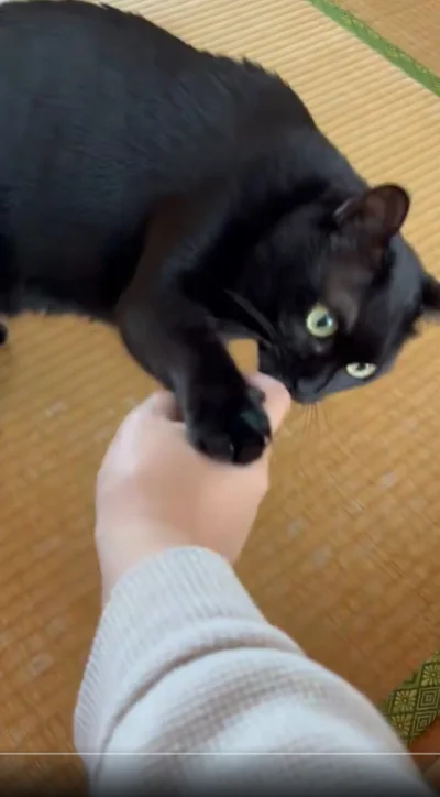 この手が他の猫触った…！！▶ペシッ！！（⇒次へ）