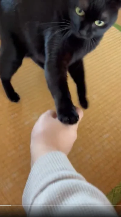 ほかの猫を触ったその手で、私をなでようなんて！▶あさりちゃん、お怒りです（⇒次へ）