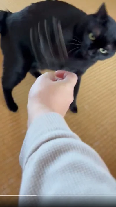 可愛い攻撃です▶飼い主さんを独占したいんですね（⇒次へ）