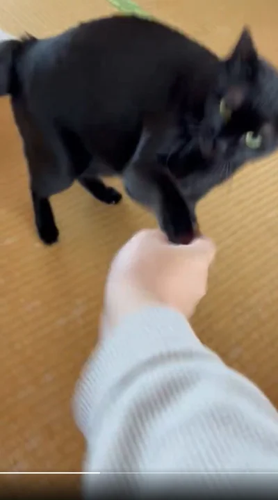 飼い主さんから他の猫の気配がするのでしょうか▶許してくれるかな？（⇒次へ）