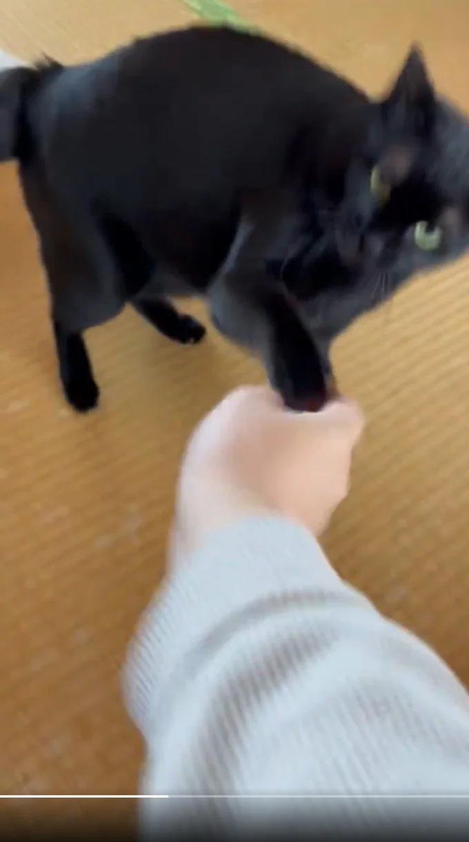 飼い主さんから他の猫の気配がするのでしょうか▶許してくれるかな？（⇒次へ）