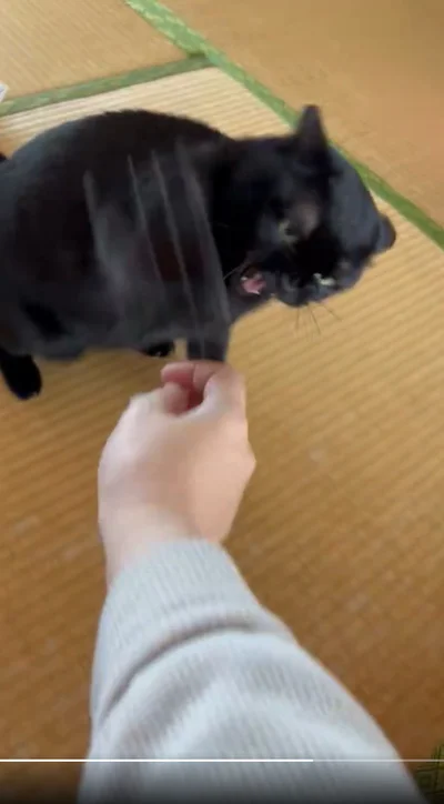 怒った表情も可愛い…▶肉球パンチ！（⇒次へ）
