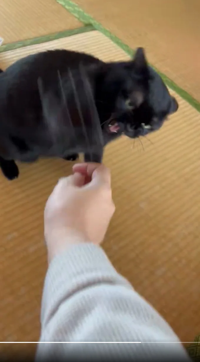 怒った表情も可愛い…▶肉球パンチ!(⇒次へ)