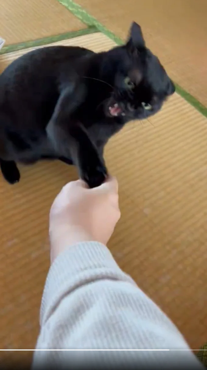 こんなに可愛い姿が見られるなら怒られても嬉しくなってしまいます▶怒りのパンチは続く(⇒次へ)