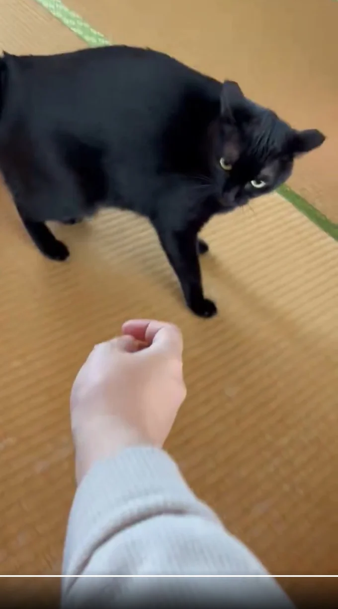 まだちょっぴりお怒りのイカ耳モード▶飼い主さんが1番の安心場所（⇒次へ）