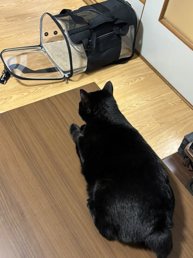 なにか(帰省)を察し始めているあさりちゃん▶実家の猫ちゃんとのちょうどいい距離感(⇒次へ)