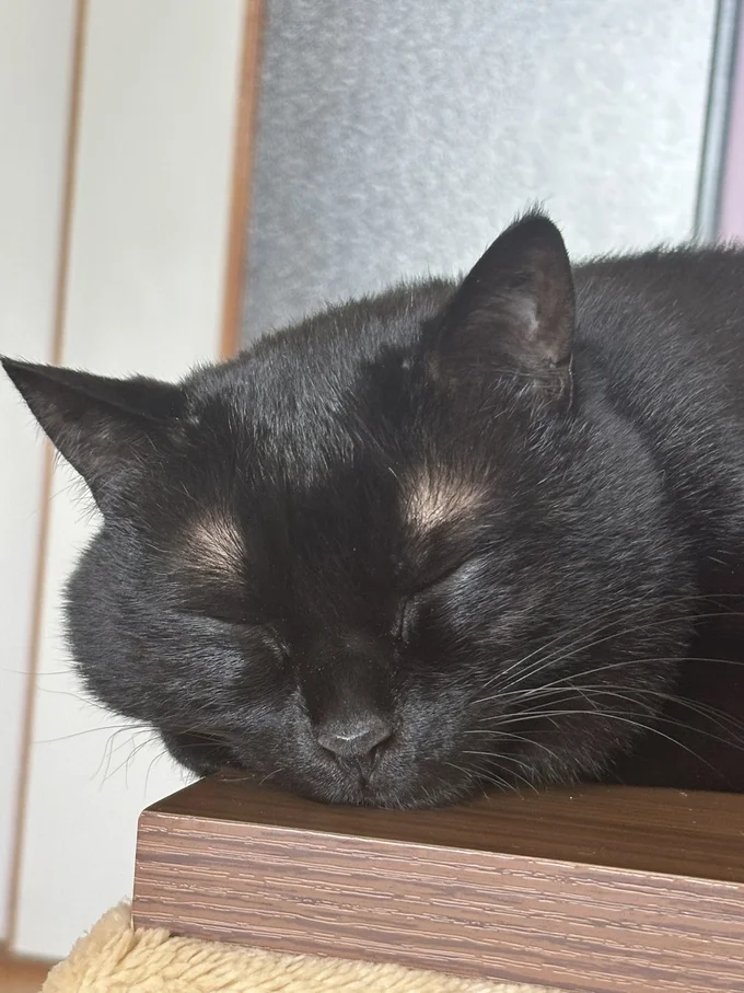 かわいい寝顔▶見てるのがバレちゃった！？（⇒次へ）
