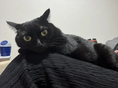 おしりを触られているかもしれない気配に緊張の表情をみせるあさりちゃん▶ニンゲン、おかえり！！（⇒次へ）