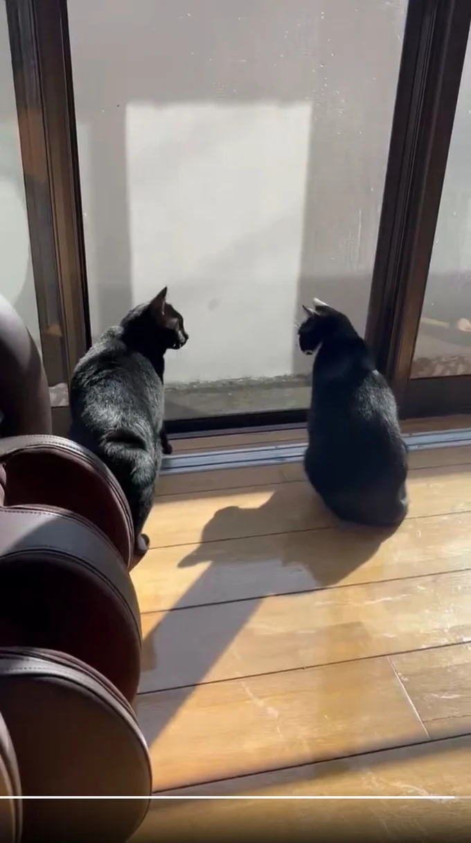 実家の猫ちゃんと交流するあさりちゃん▶あさりちゃんはヤキモチやき?(⇒次へ)