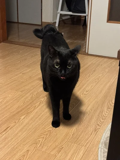 ベロしまい忘れのあさりちゃん▶（次画像から甘えん坊で人懐っこい黒猫ろんと、飼い主・AKRさんが過ごすゆるやかな毎日を描いた猫マンガ『黒猫ろんと暮らしたら２』が読めます）
