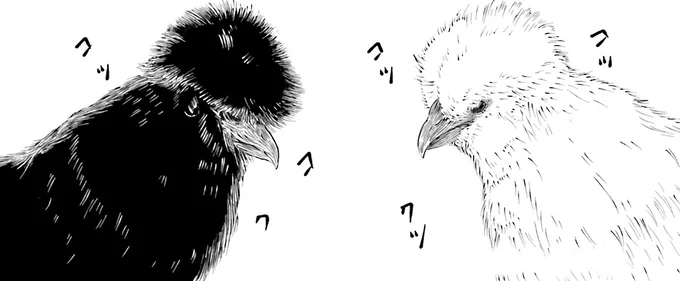 コッコッ