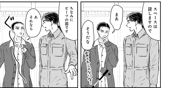 ビーツの苗です