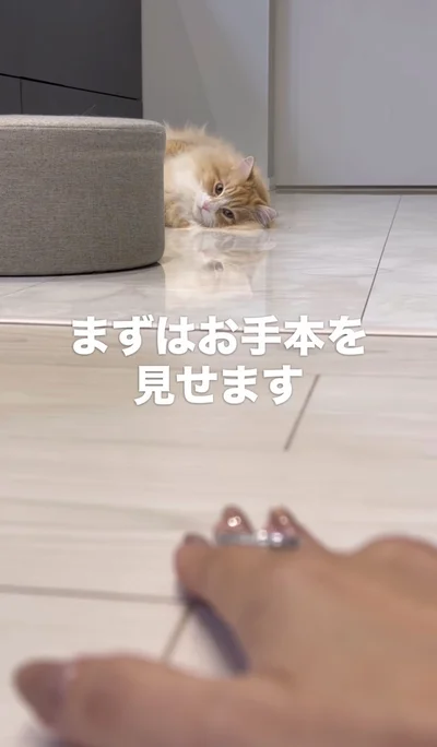 飼い主さんがお手本を見せる（⇒次へ）