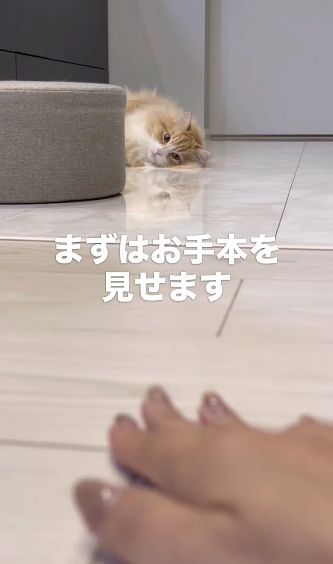 100円玉が消えた…！？▶猫ちゃんの反応は！？（⇒次へ）