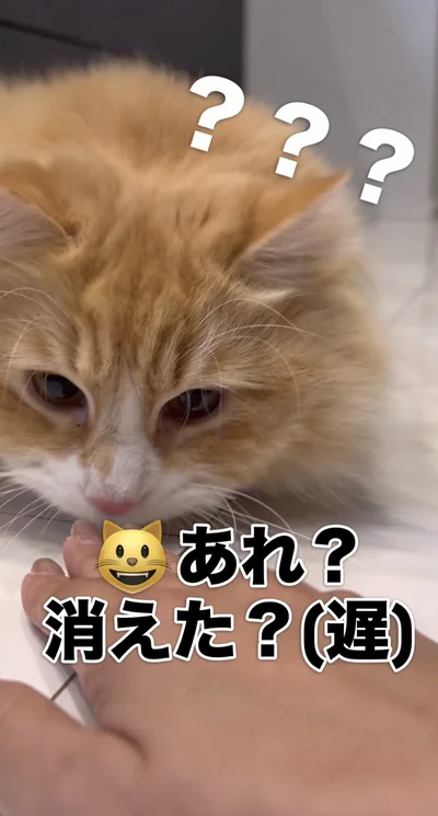 「どこに消えた？」と言いたげ▶そしていよいよ…（⇒次へ）