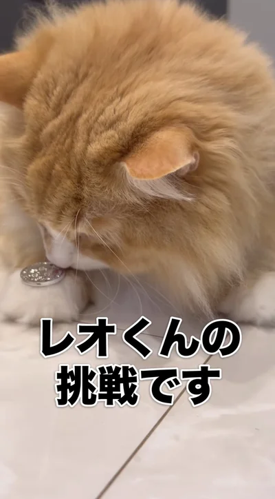 レオくんの挑戦▶前足に100円玉を置かれると…（⇒次へ）