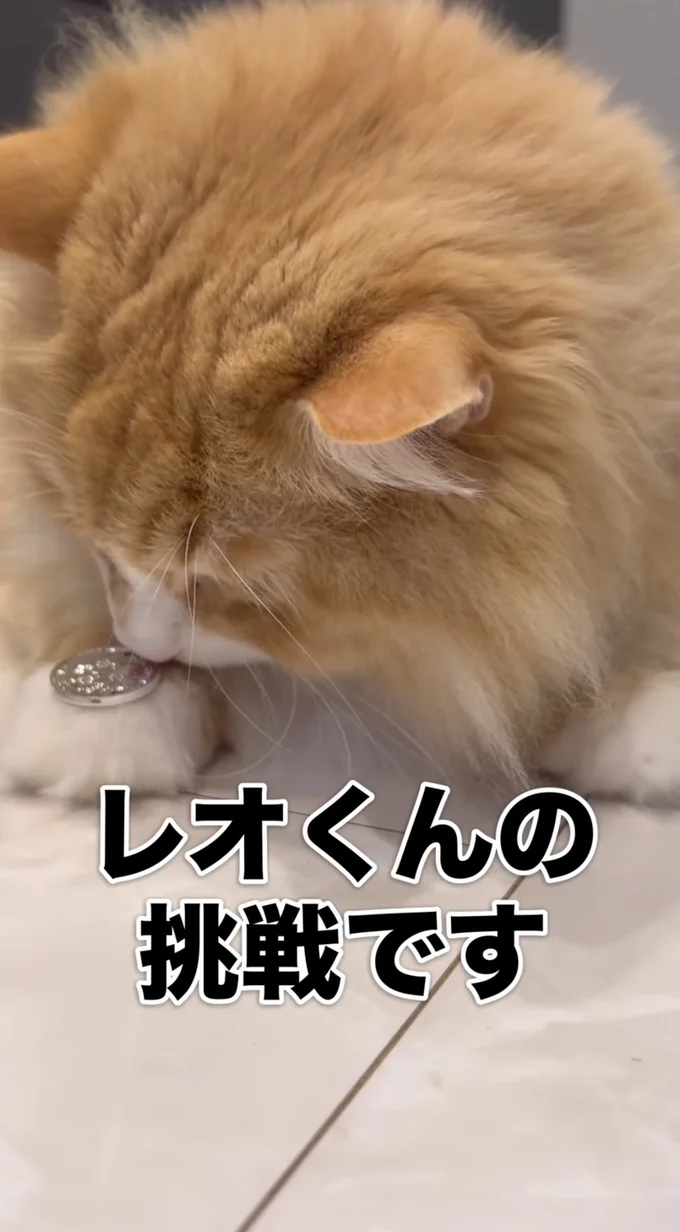 レオくんの挑戦▶前足に100円玉を置かれると…（⇒次へ）