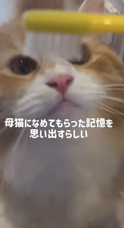 「歯ブラシで猫をなでると母猫の記憶を思い出す」▶さっそく検証してみると…（⇒次へ）