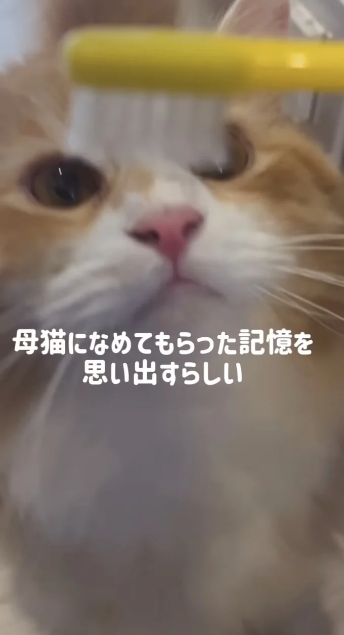 「歯ブラシで猫をなでると母猫の記憶を思い出す」▶さっそく検証してみると…（⇒次へ）