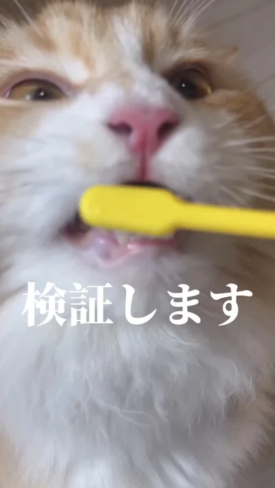 歯ブラシをくわえてしまった▶今のうちに…（⇒次へ）