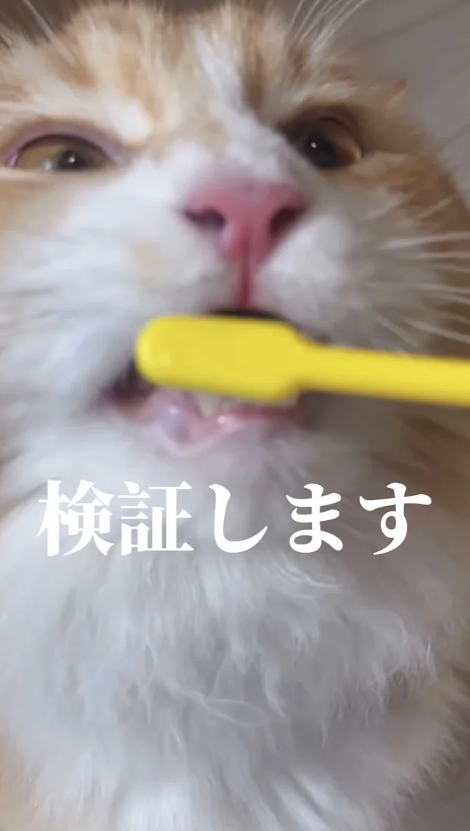 歯ブラシをくわえてしまった▶今のうちに…（⇒次へ）